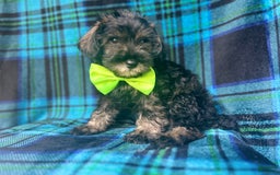 Miniature Schnauzer dogs for sale: Vader - Image 7