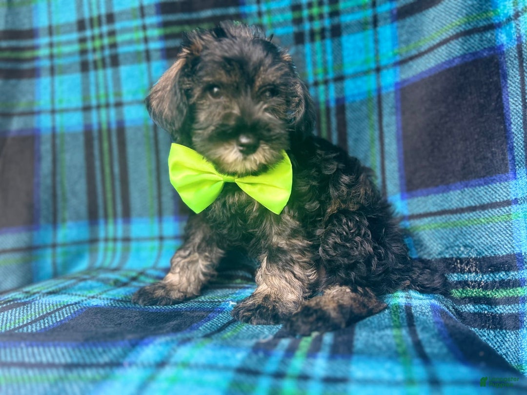 Miniature Schnauzer dogs for sale: Vader - Image 7