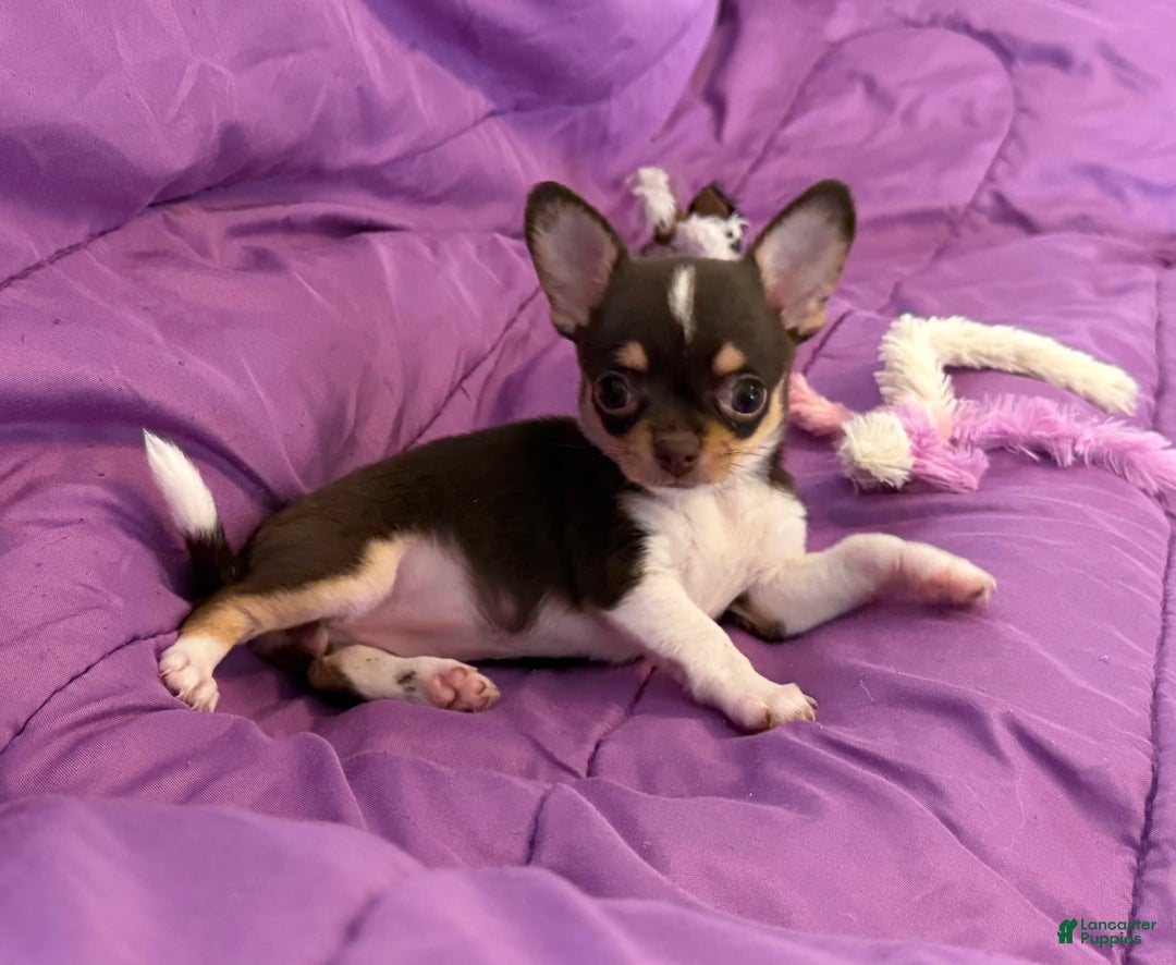 Chihuahua dogs for sale: Fancy Stance - Image 14