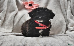 Toy Poodle dogs for sale: Thelma Ruth - Image 2