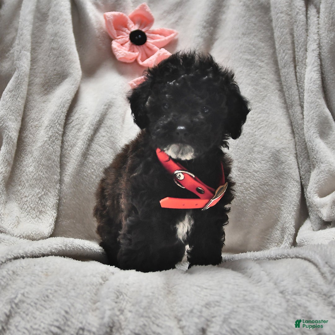 Toy Poodle dogs for sale: Thelma Ruth - Image 2