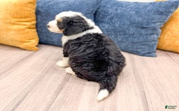 Mini Bernedoodle dogs for sale: Amelia - Image 5