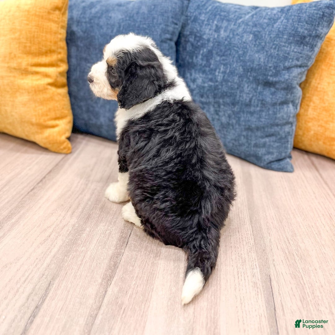 Mini Bernedoodle dogs for sale: Amelia - Image 5