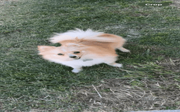 Pomeranian dogs for sale: Moochi - Image 7
