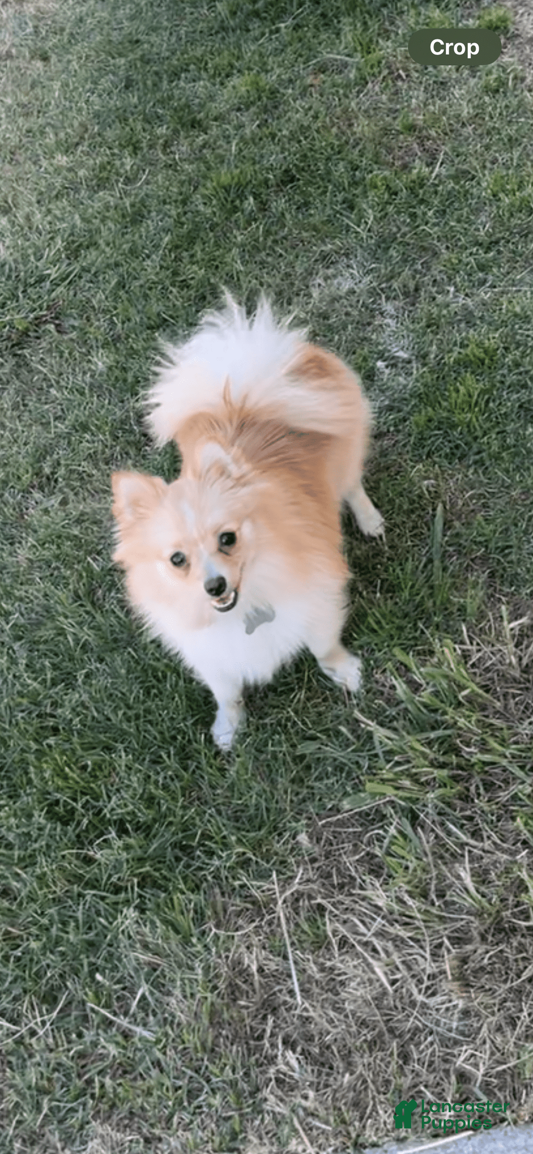 Pomeranian dogs for sale: Moochi - Image 7