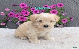 Morkie dogs for sale: Quinn - Image 2