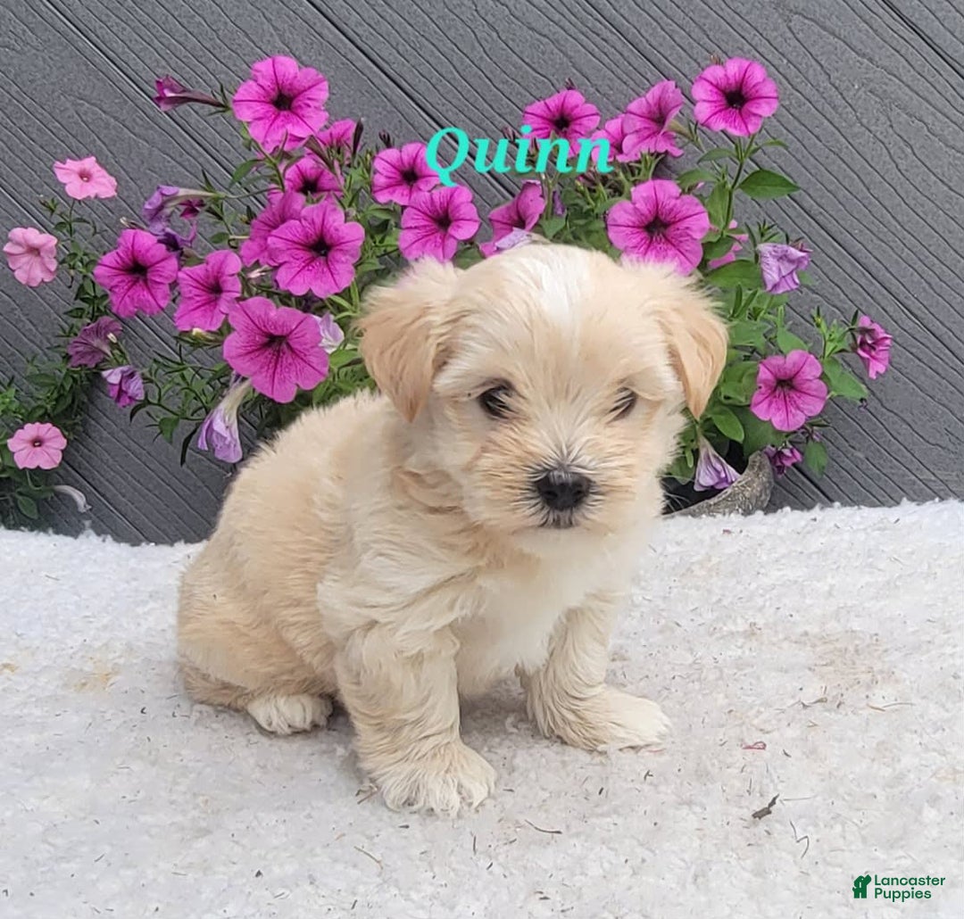 Morkie dogs for sale: Quinn - Image 2