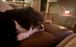 Cavalier King Charles Spaniel dogs for sale: Cavalier King Charles Spaniel 1 puppies - Image 4