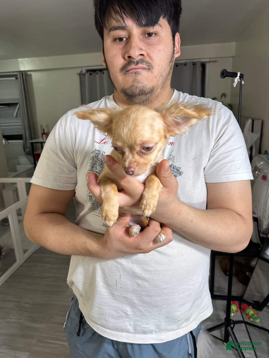Chihuahua dogs for sale: bella - Image 2