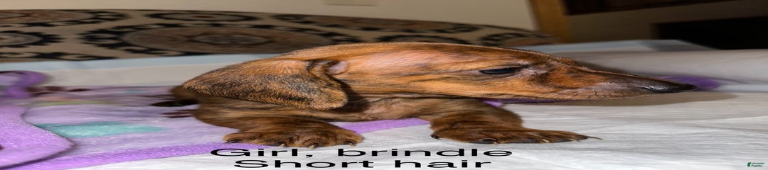 Sugar