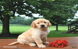 Golden Retriever dogs for sale: Golden Retriever 8 puppies - Image 9