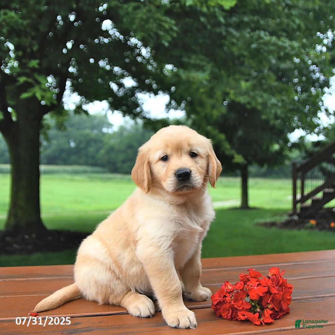 Golden Retriever dogs for sale: Golden Retriever 8 puppies - Image 9