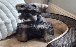 Miniature Schnauzer dogs for sale: Cowgirl - Image 3