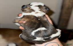 Saint Bernard dogs for sale: Rose - Image 2