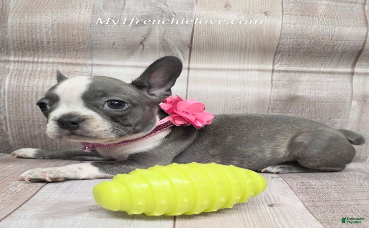 French Bulldog dogs for sale - Ad 4