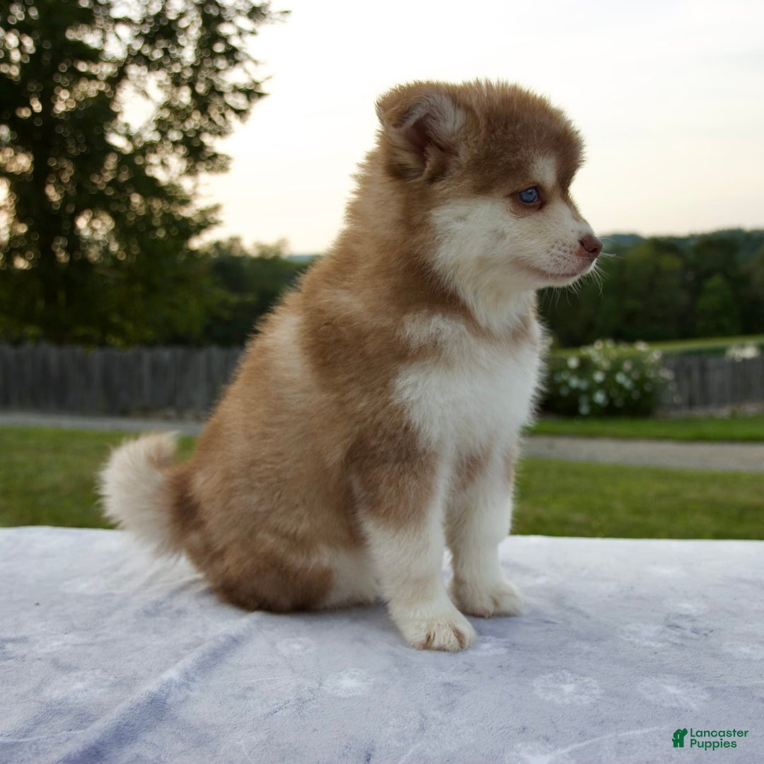 Pomsky dogs for sale: River - Image 11