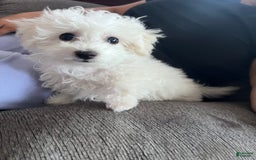 Bichon Frise dogs for sale: Leo - Image 1