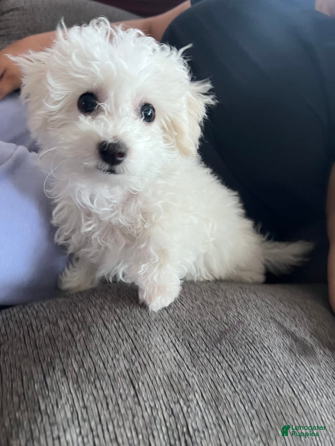 Bichon Frise dogs for sale: Leo - Image 1