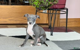 Italian Greyhound dogs for sale: Kk - Image 5
