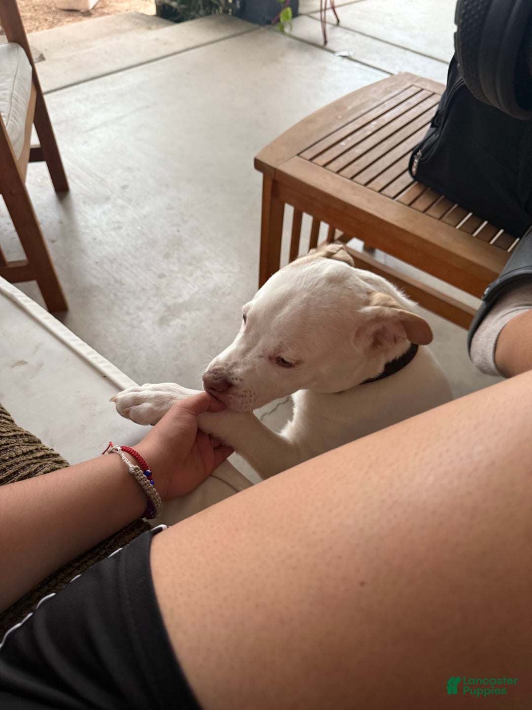 American Pit Bull Terrier dogs for sale: Milo - Image 1