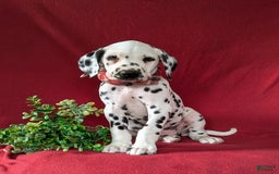 Dalmatian dogs for sale: Leonard - Image 3