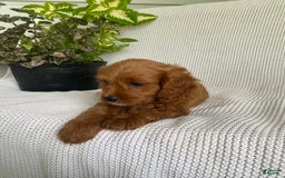 Cavapoo dogs for sale: Moose - Image 3