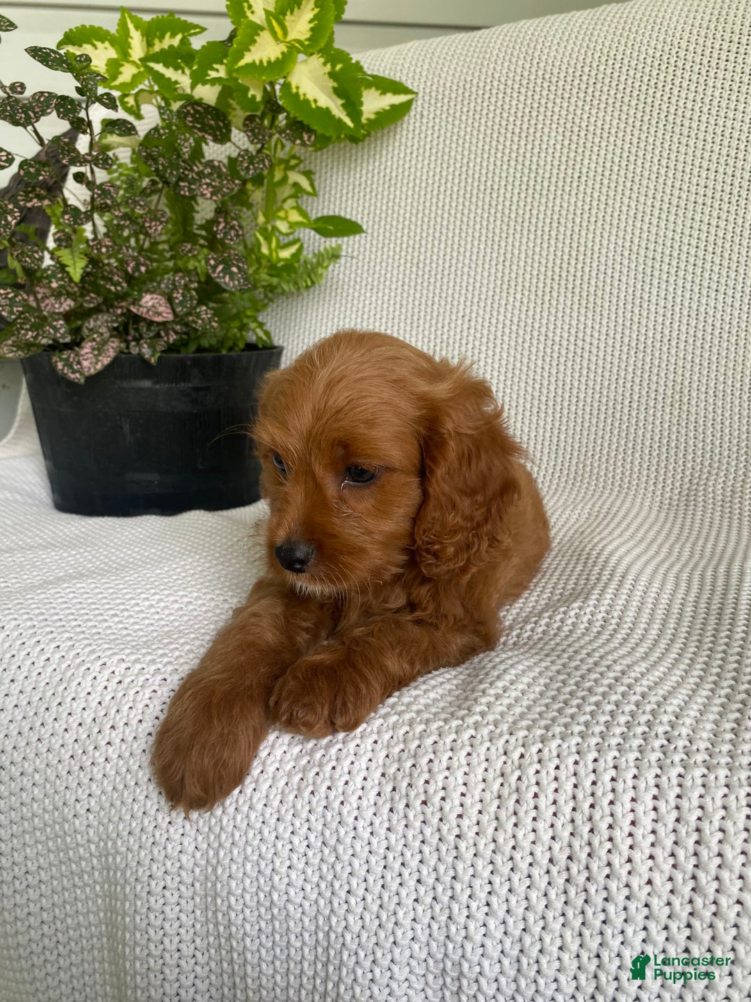 Cavapoo dogs for sale: Moose - Image 3