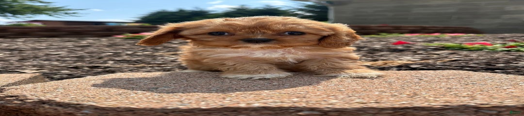 Romie