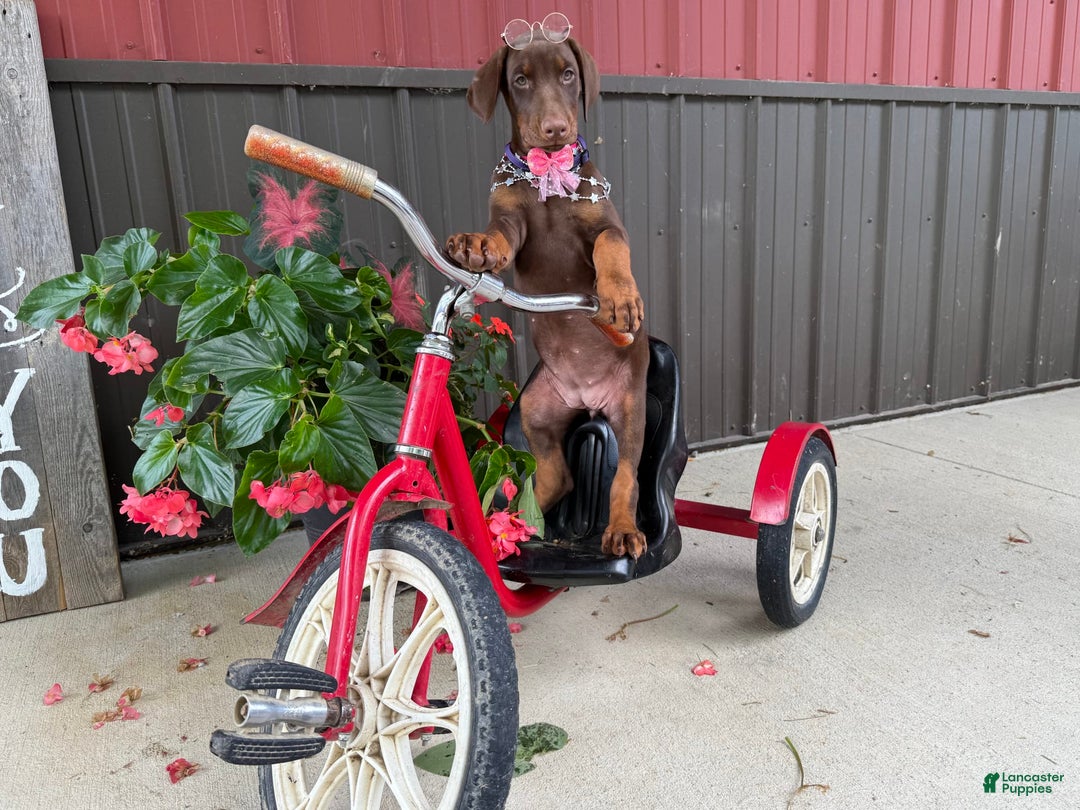 Doberman Pinscher dogs for sale: Margi - Image 3