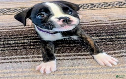 Boxer dogs for sale: Mickey - Image 2