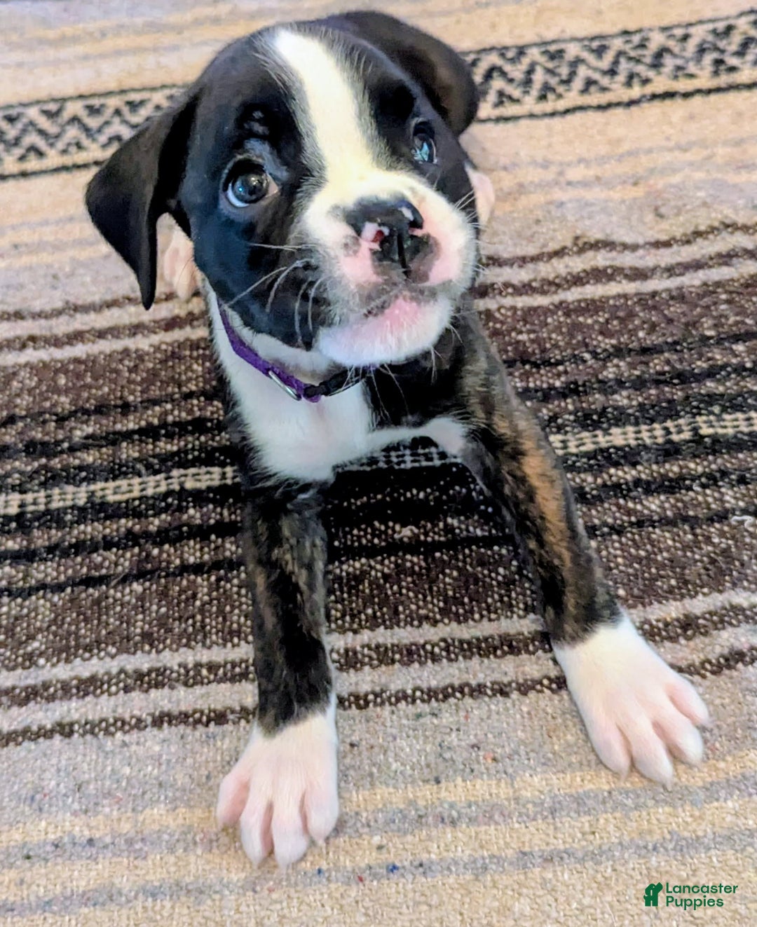 Boxer dogs for sale: Mickey - Image 2