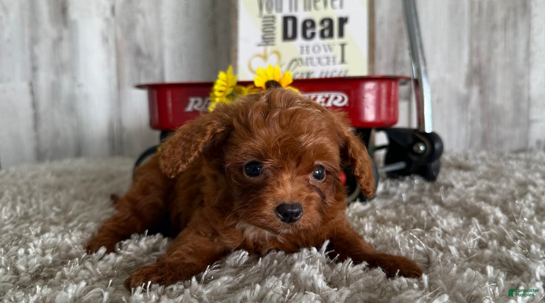 Cavapoo dogs for sale: Javin - Image 2
