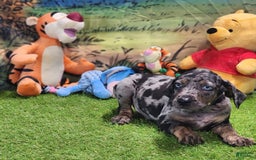Catahoula Leopard Dog dogs for sale: Houdini 2025 Male 5 - Image 13