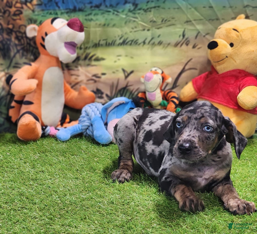 Catahoula Leopard Dog dogs for sale: Houdini 2025 Male 5 - Image 13