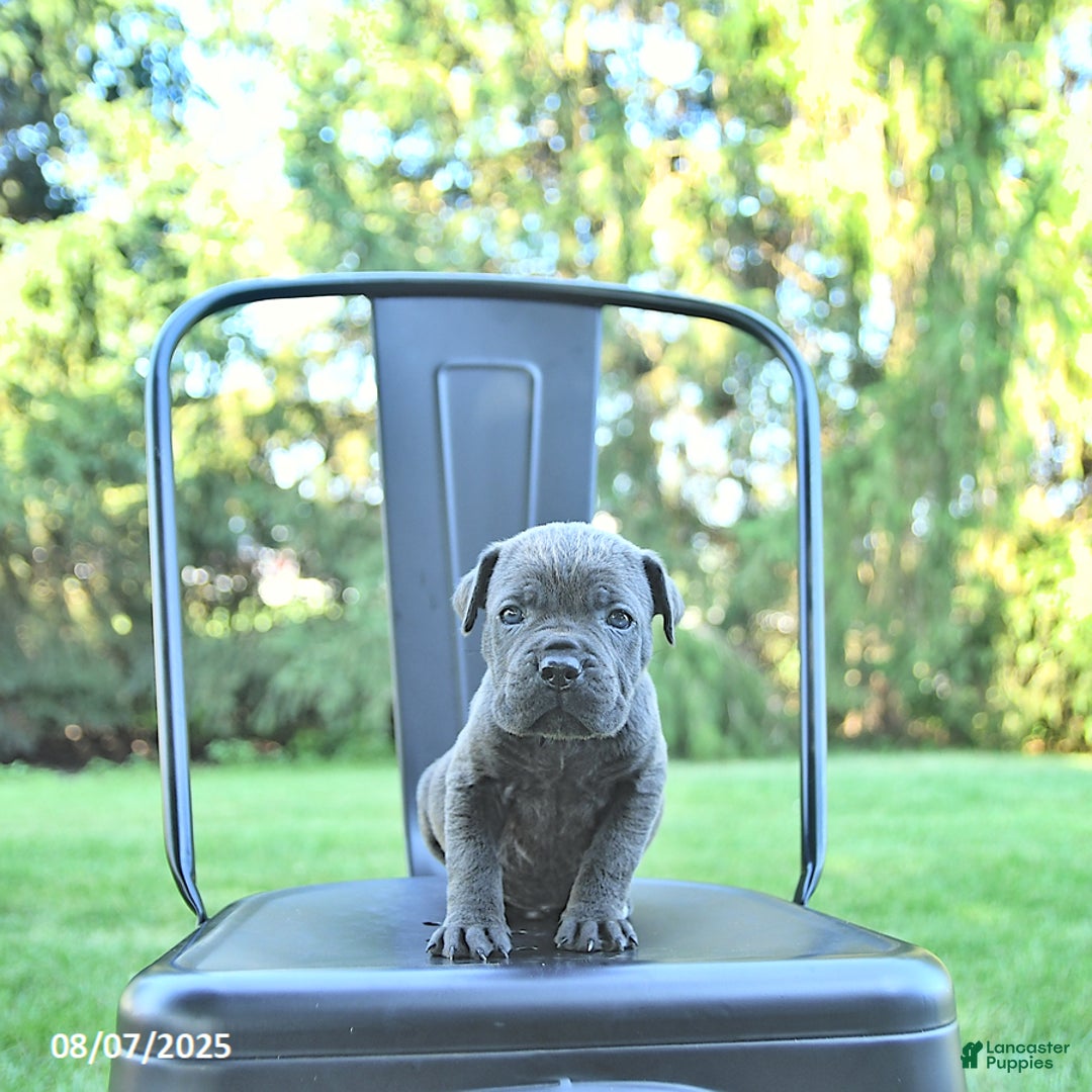 Cane Corso dogs for sale: Grizzly - Image 5