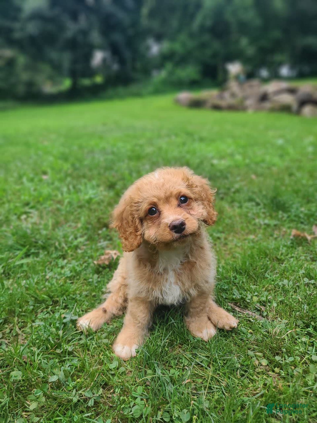Cavapoo dogs for sale: Poppy - Image 3