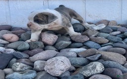 Olde English Bulldogge dogs for sale: Otto - Image 3