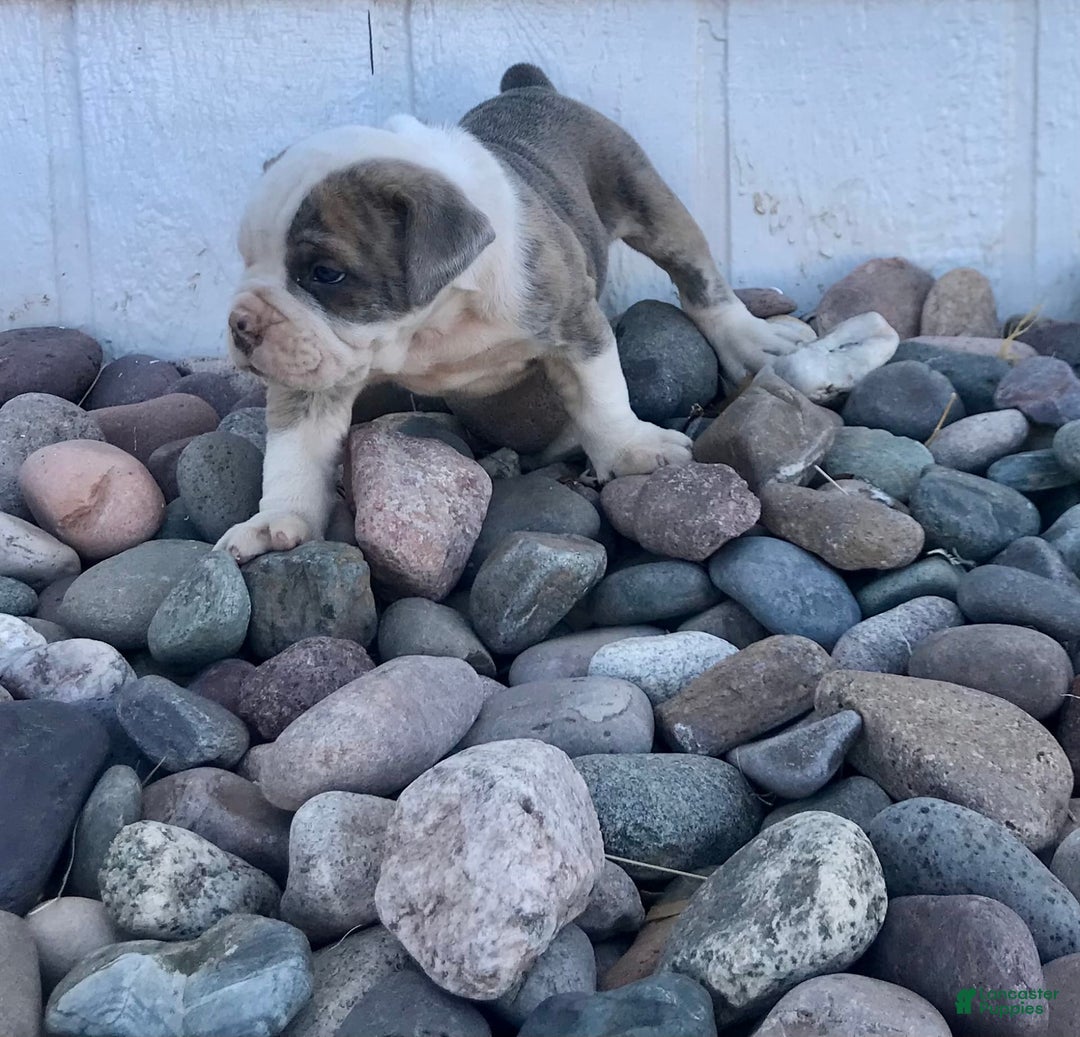 Olde English Bulldogge dogs for sale: Otto - Image 3