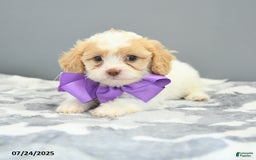 Cavapoo dogs for sale: Slippers - Image 3