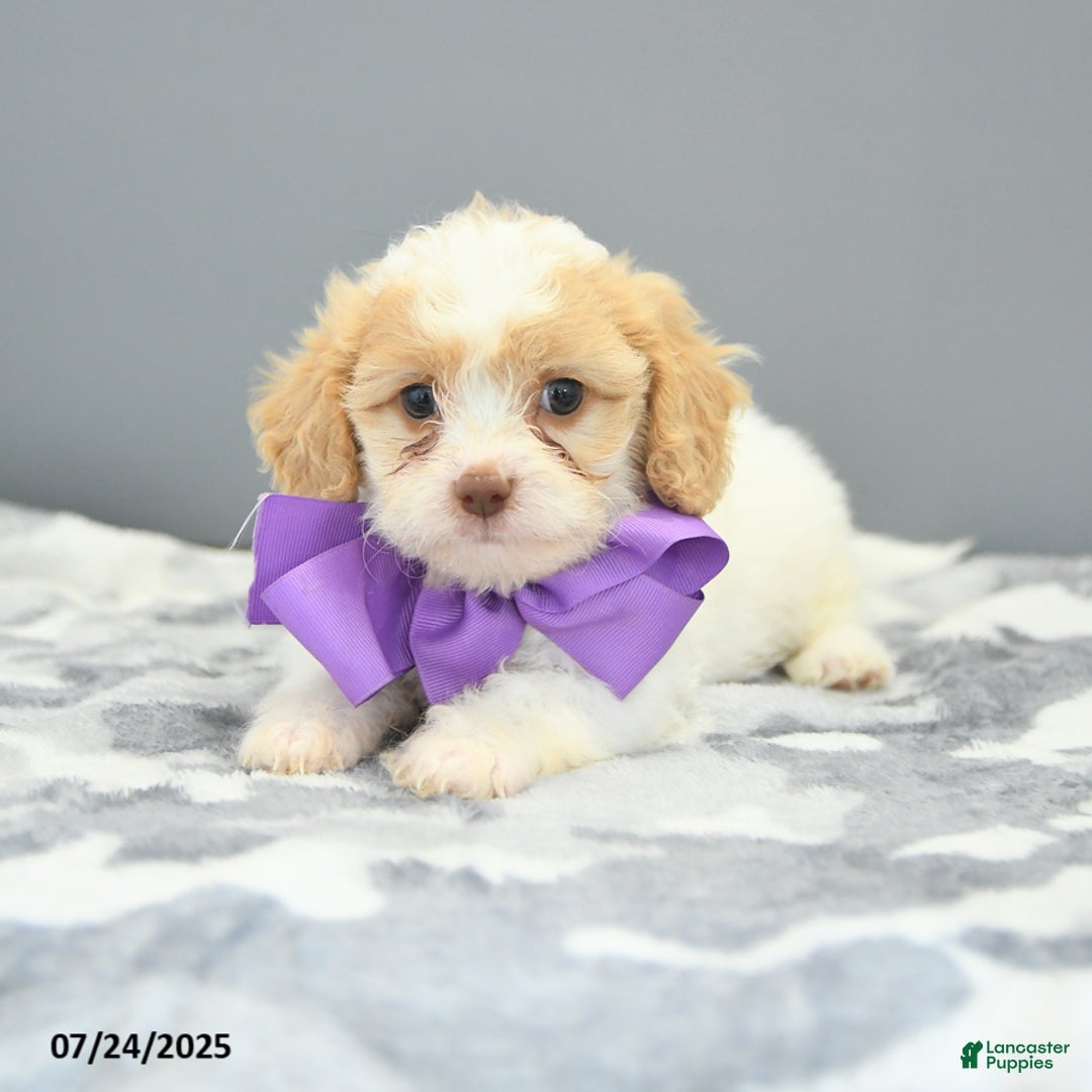 Cavapoo dogs for sale: Slippers - Image 3
