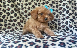Cockapoo dogs for sale: Mango - Image 4