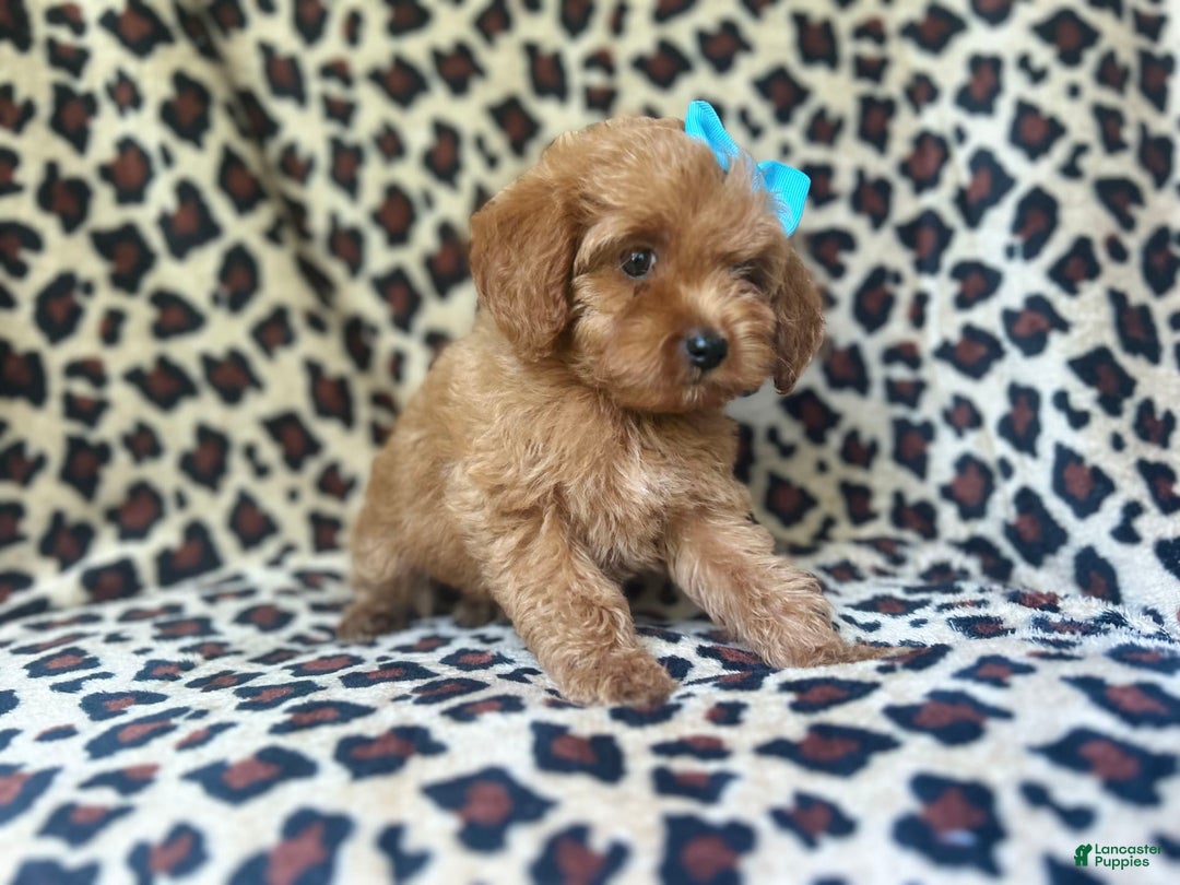 Cockapoo dogs for sale: Mango - Image 4