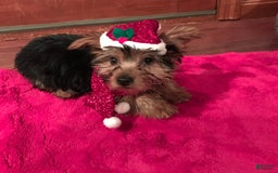 Yorkshire Terrier dogs for sale: Prissy - Image 4