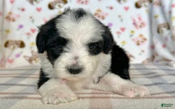 Sheepadoodle dogs for sale: Willow - Image 2