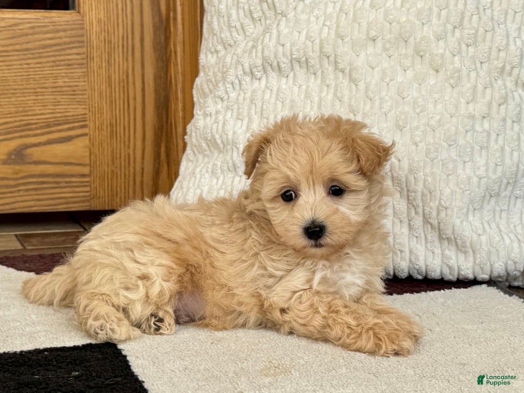 Maltipoo dogs for sale: Jerry - Image 6