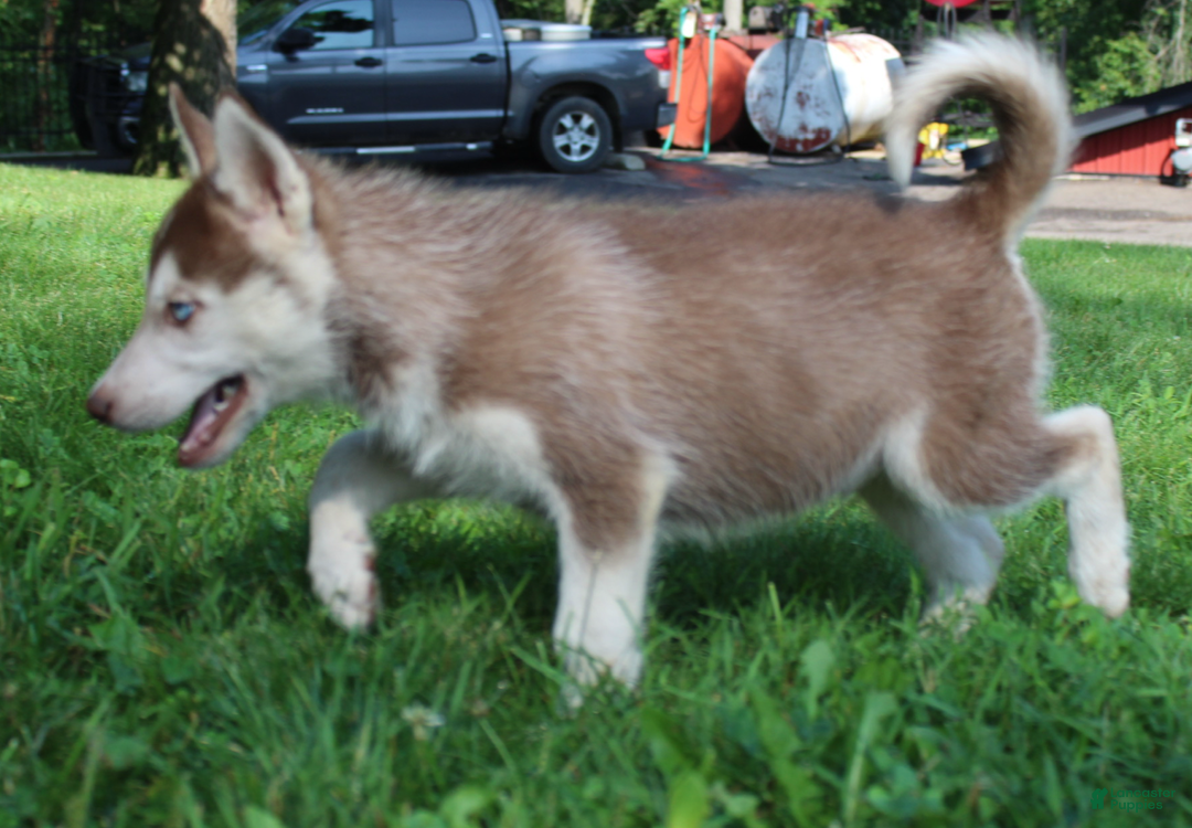 Siberian Husky dogs for sale: Reno - Image 2