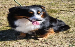 Australian Shepherd dogs for sale: Ahsoko - Image 32