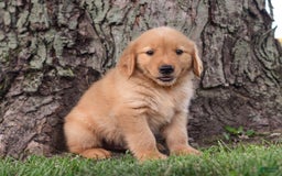 Golden Retriever dogs for sale: Zeke - Image 5