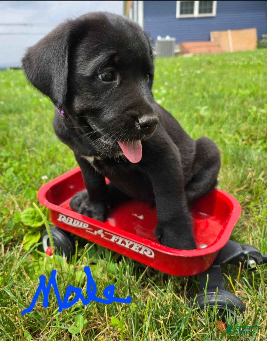 Goldendoodle dogs for sale: Goldendoodle 7 puppies - Image 7