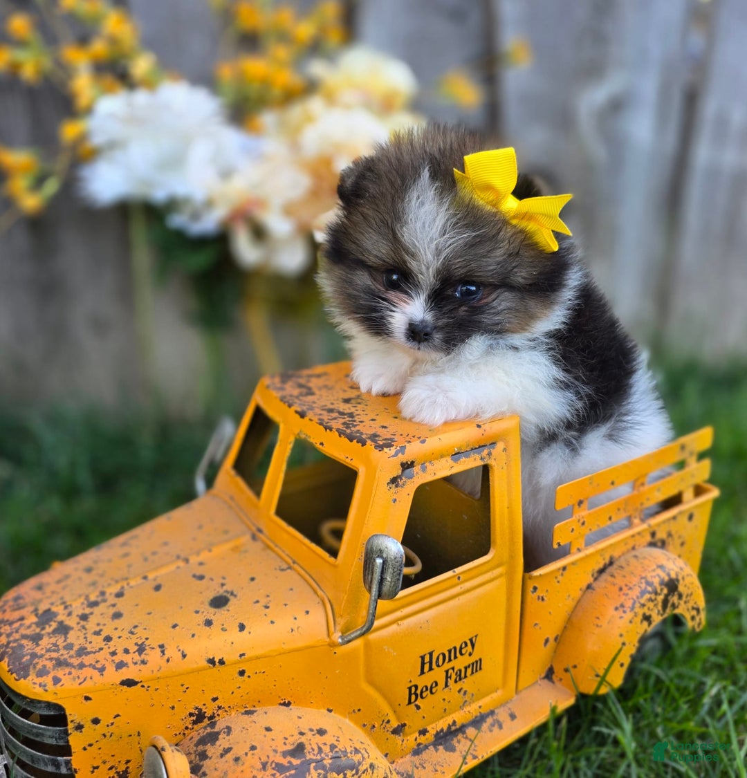 Pomeranian dogs for sale: Nirvana - Image 31